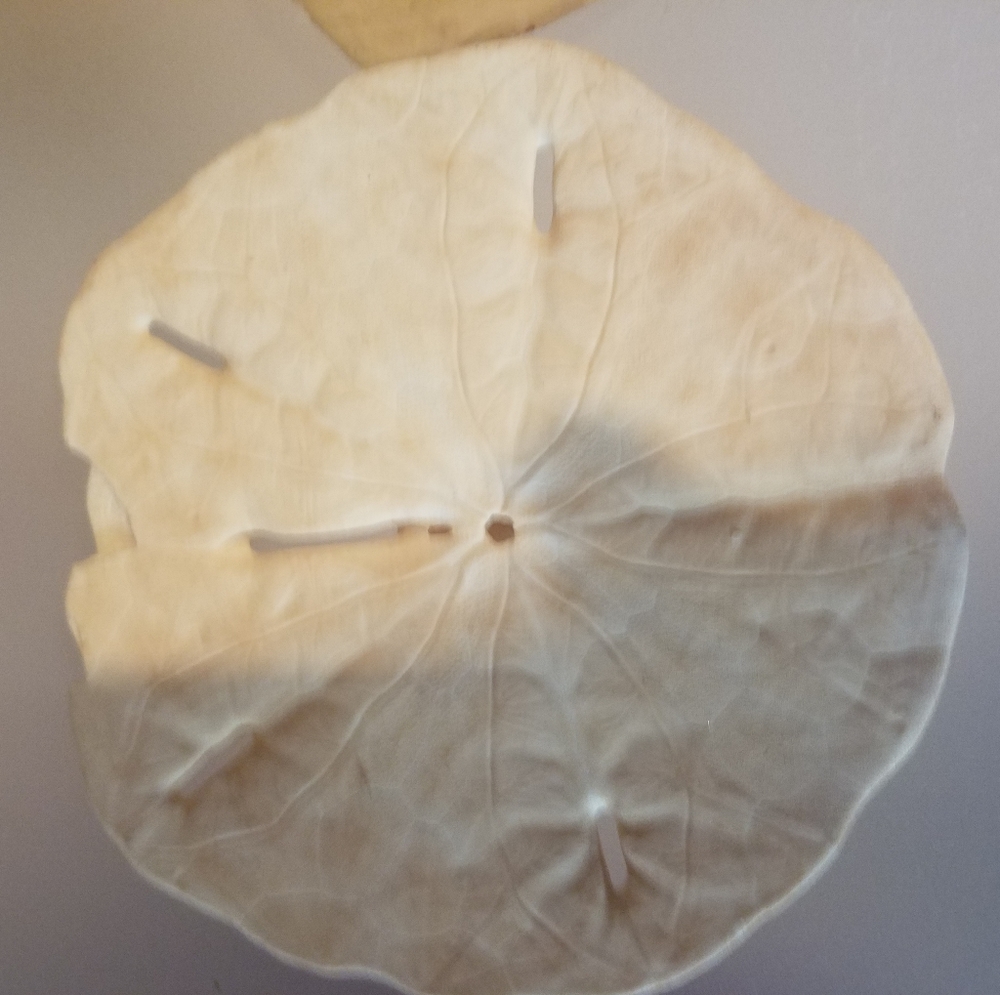 3 Sand Dollars - Picture 3 of 7